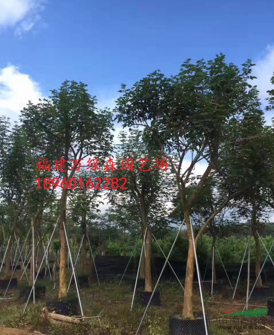 福建黃花風鈴木基地批發(fā)，黃花風鈴木15公分袋裝苗銷售