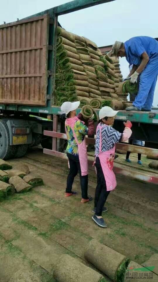 河北草坪早熟禾草坪