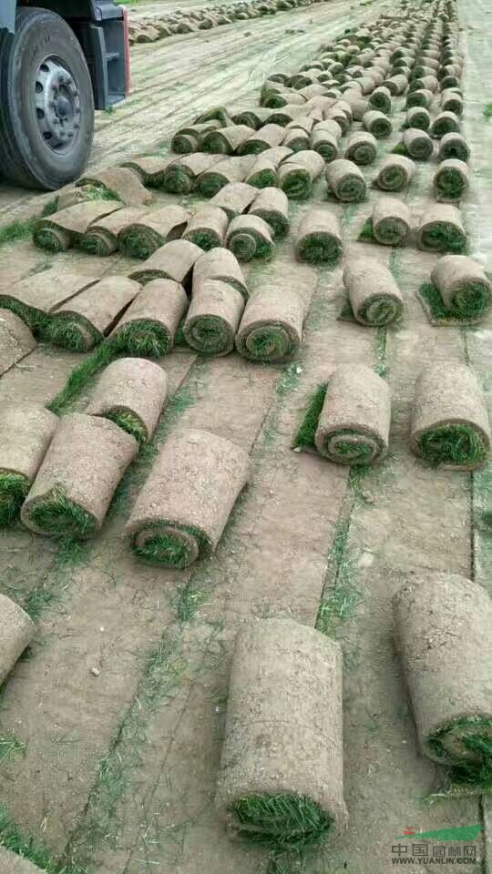 河北草坪早熟禾草坪