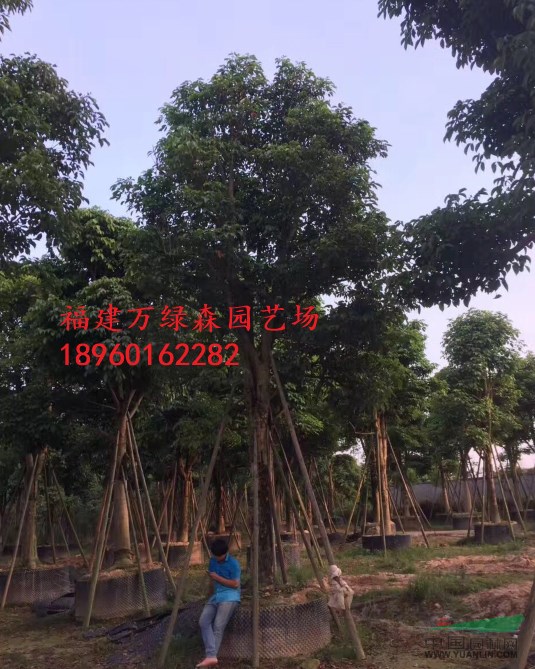 福建全冠秋楓的價格，福建全冠秋楓移植苗哪里有，秋楓報價