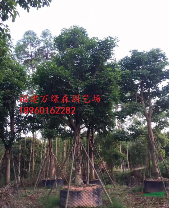 福建骨架秋楓報價，福建骨架秋楓哪里便宜，福建秋楓哪里便宜