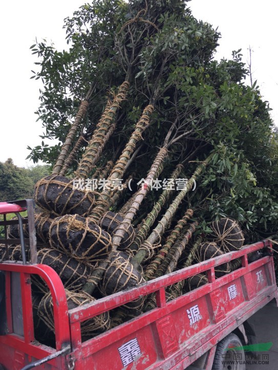 10至15公分成都精品桂花樹、高桿桂花供應(yīng)