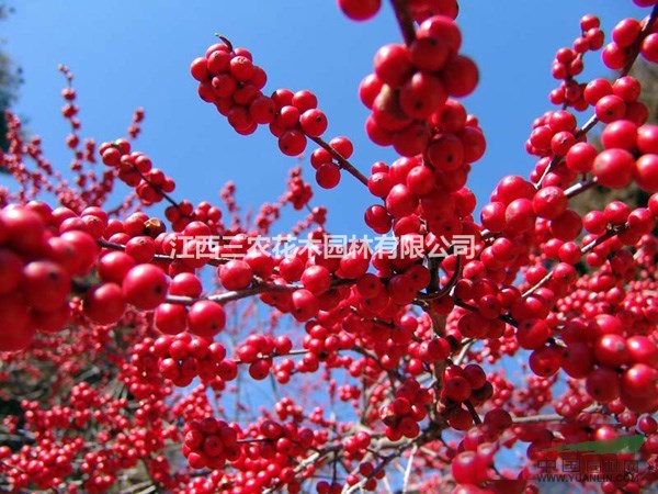 8公分蘇格蘭金鏈 超級紅千層 歐洲紅果冬青 