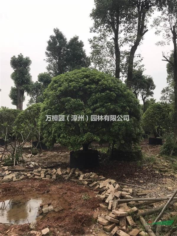 福建漳州基地大量供应P250-400CM精品全冠杨梅容器杨梅