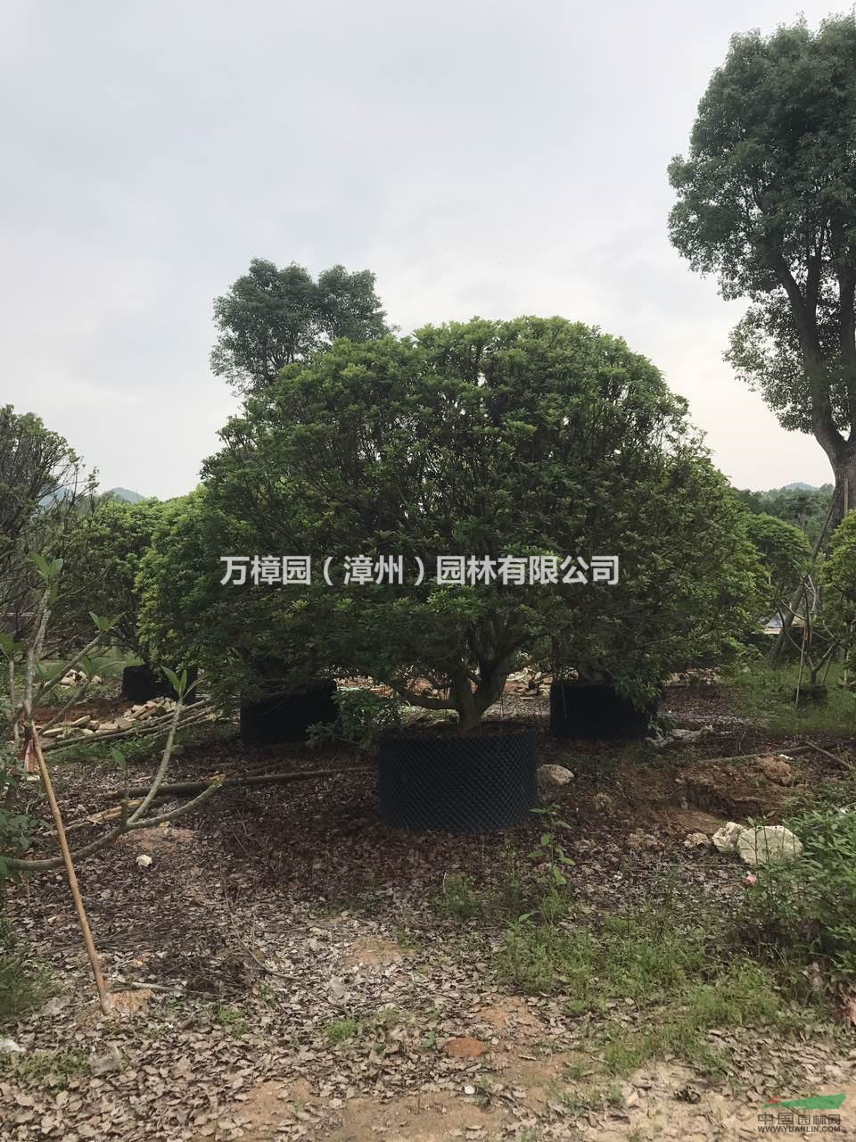 福建漳州基地大量供应P250-400CM精品全冠杨梅容器杨梅