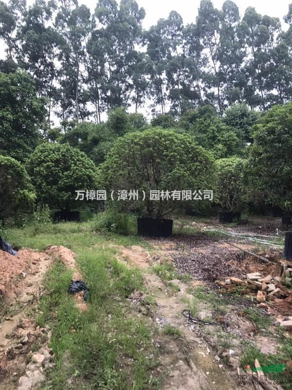 福建漳州基地大量供應(yīng)P250-400CM精品全冠楊梅容器楊梅