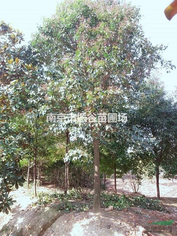 供應10一15公分大葉女貞