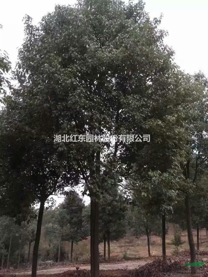 全冠香樟
