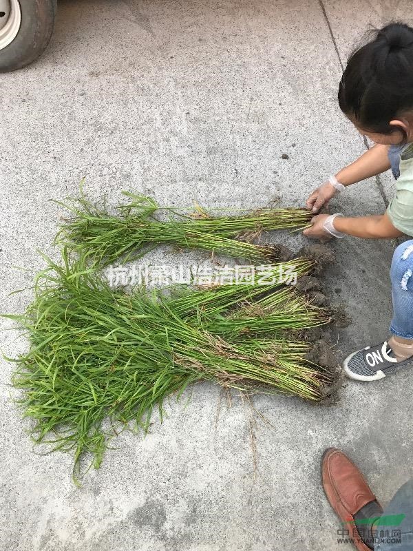 浙江水生植物基地香蒲、千屈菜、旱傘草等出售