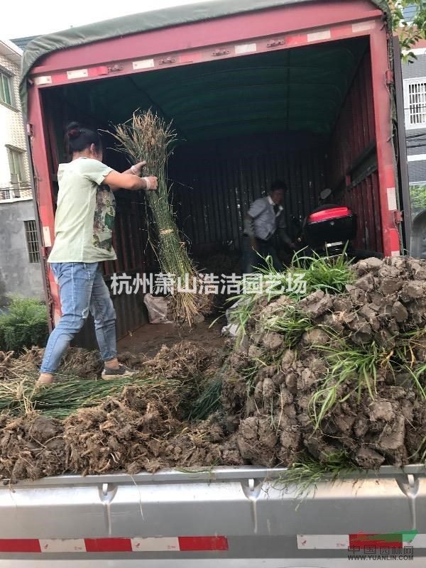 浙江水生植物基地香蒲、千屈菜、旱傘草等出售