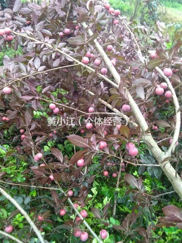 紅葉李直銷(xiāo)