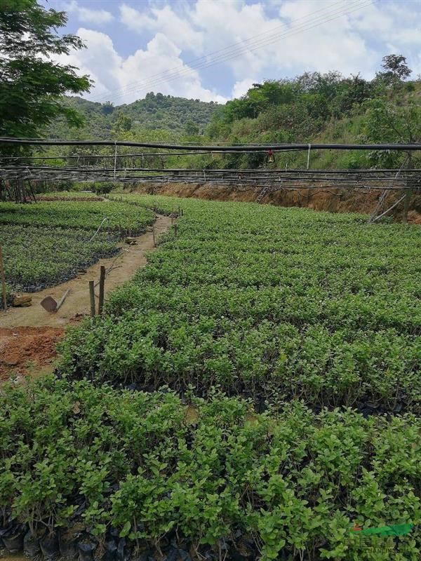 漳州地區(qū)供應(yīng)茉莉花20萬(wàn)袋