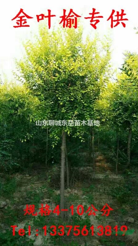 5公分金葉榆最新價(jià)格，6公分金葉榆價(jià)格——金葉榆發(fā)展前景