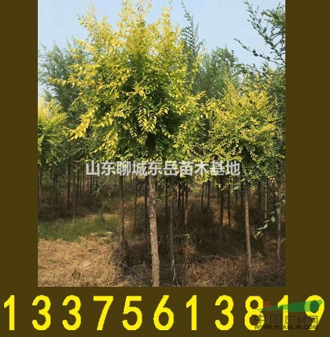5公分金葉榆最新價(jià)格，6公分金葉榆價(jià)格——金葉榆發(fā)展前景
