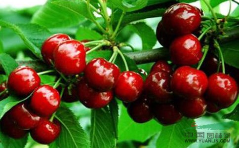 重庆南川车厘子苗供应批发，嫁接矮化重庆车厘子树苗多少钱一棵？