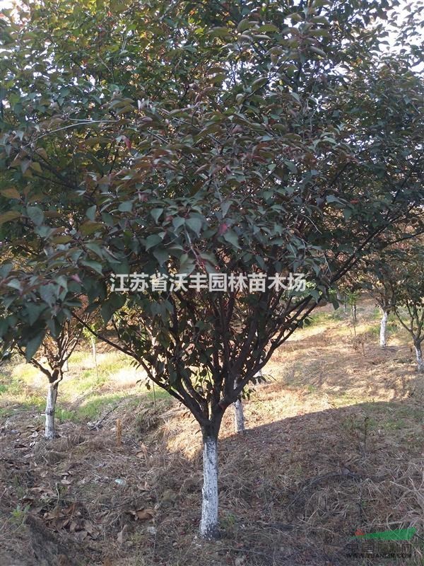 江蘇紅梅，綠梅，臘梅，美人梅，榆葉梅，珍珠梅最新價(jià)格信息