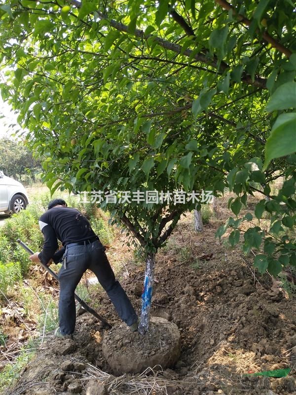 江蘇紅梅，綠梅，臘梅，美人梅，榆葉梅，珍珠梅最新價(jià)格信息