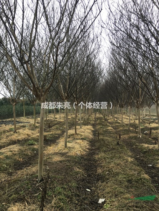 3至5公分8公分10公分四川大紅紫薇、紅花紫薇批發(fā)價(jià)格
