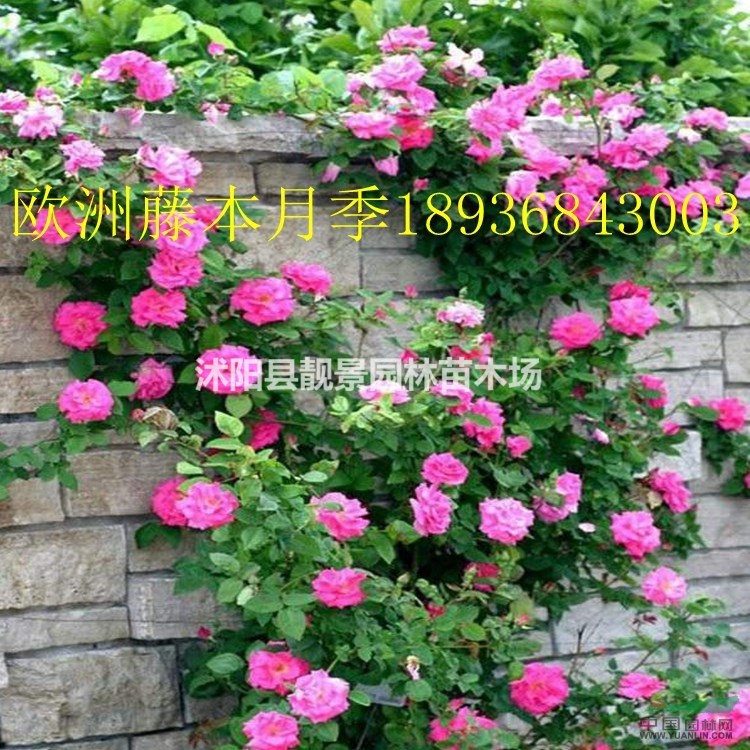 欧洲藤本月季行情 欧洲藤本月季与蔷薇花的区别
