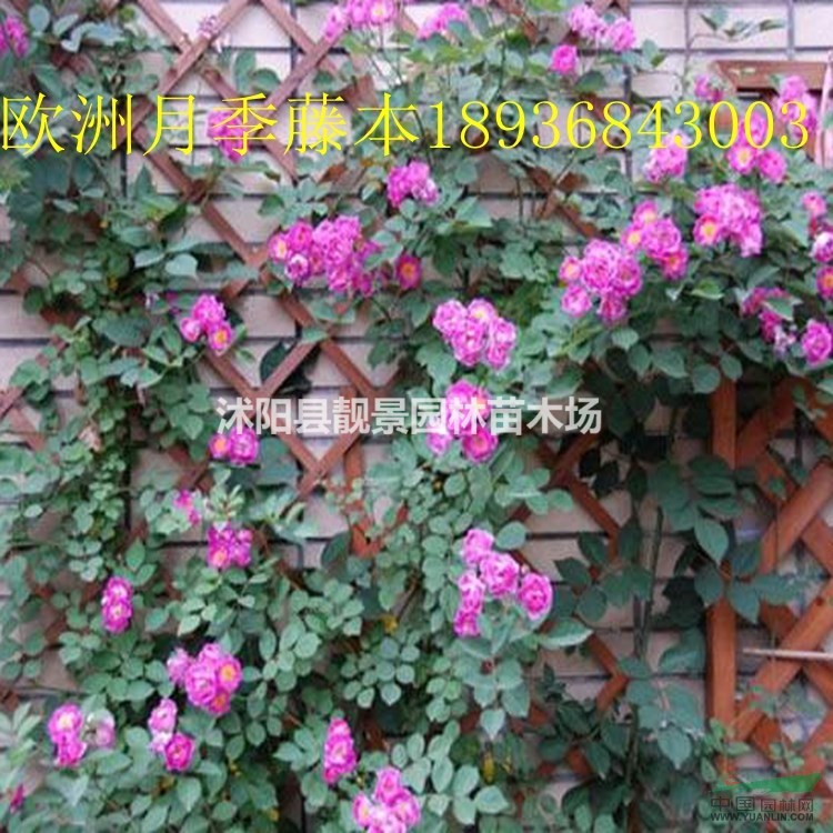 欧洲藤本月季行情 欧洲藤本月季与蔷薇花的区别