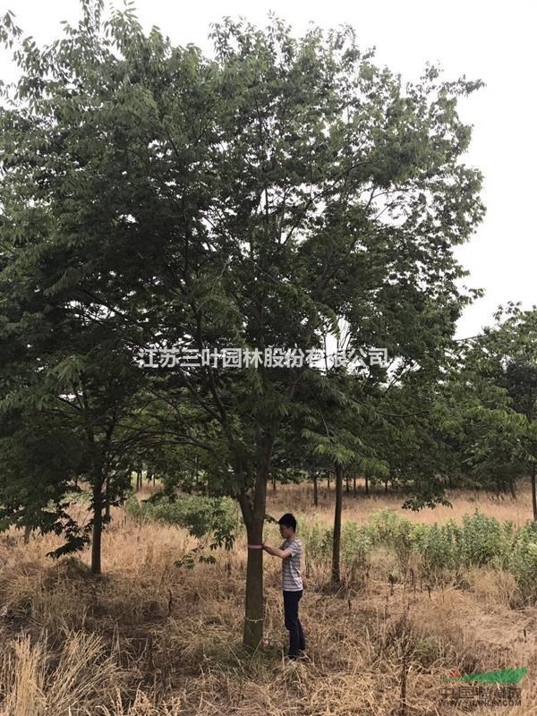 17-19公分櫸樹供應