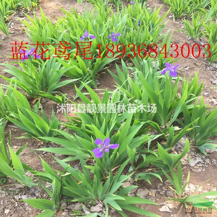 德国鸢尾价格 德国鸢尾供应商 德国鸢尾繁殖方法介绍