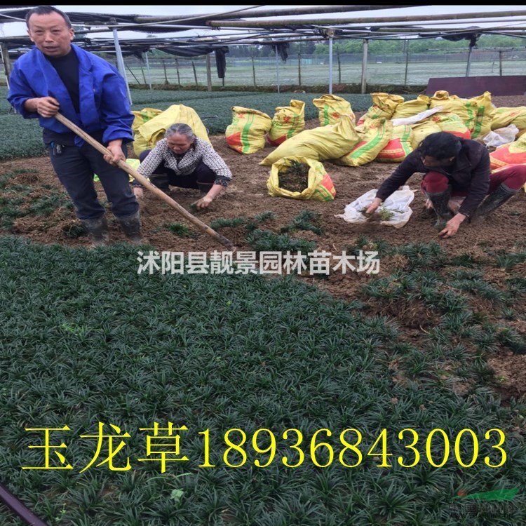 玉龙草一平方几斤,玉龙草繁殖方法介绍 玉龙草快递发货