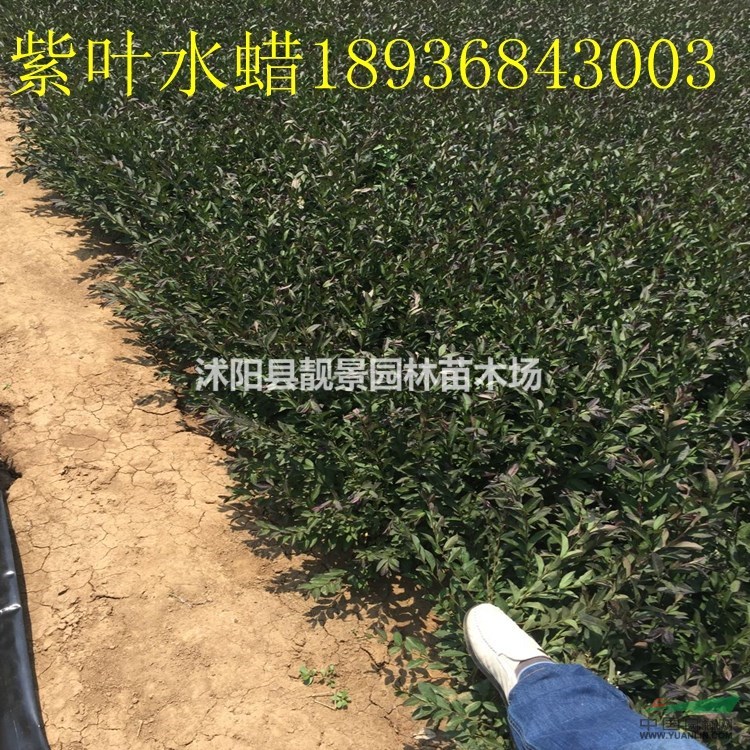 紫叶水蜡50公分高报价 紫叶水蜡繁殖方法介绍 苗圃直销水蜡苗