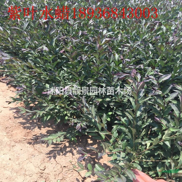 紫叶水蜡50公分高报价 紫叶水蜡繁殖方法介绍 苗圃直销水蜡苗