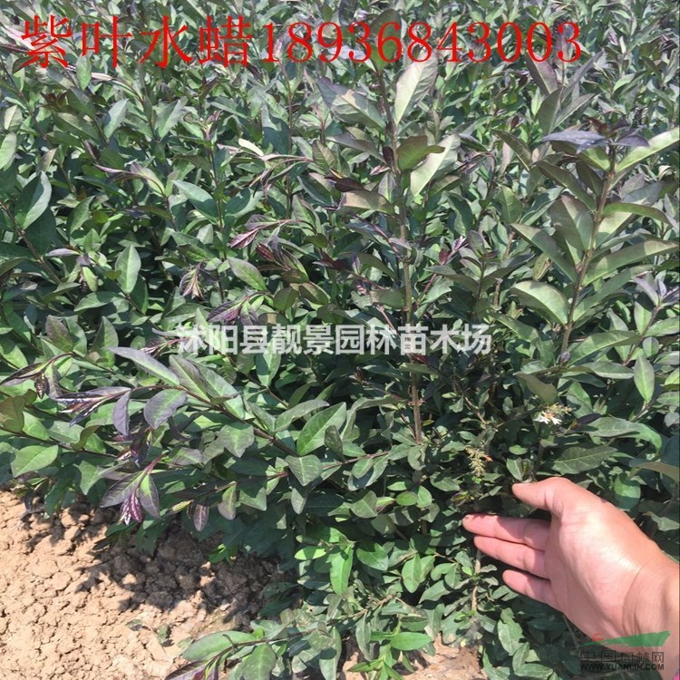 紫叶水蜡50公分高报价 紫叶水蜡繁殖方法介绍 苗圃直销水蜡苗