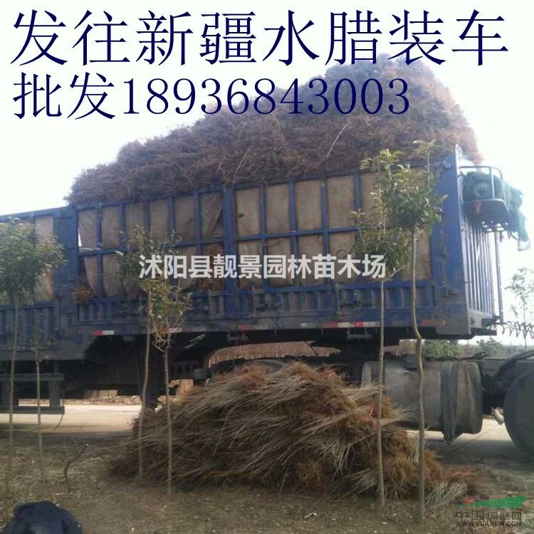 水蜡扦插苗价格 籽播水蜡苗行情 水蜡苗货源量大供应