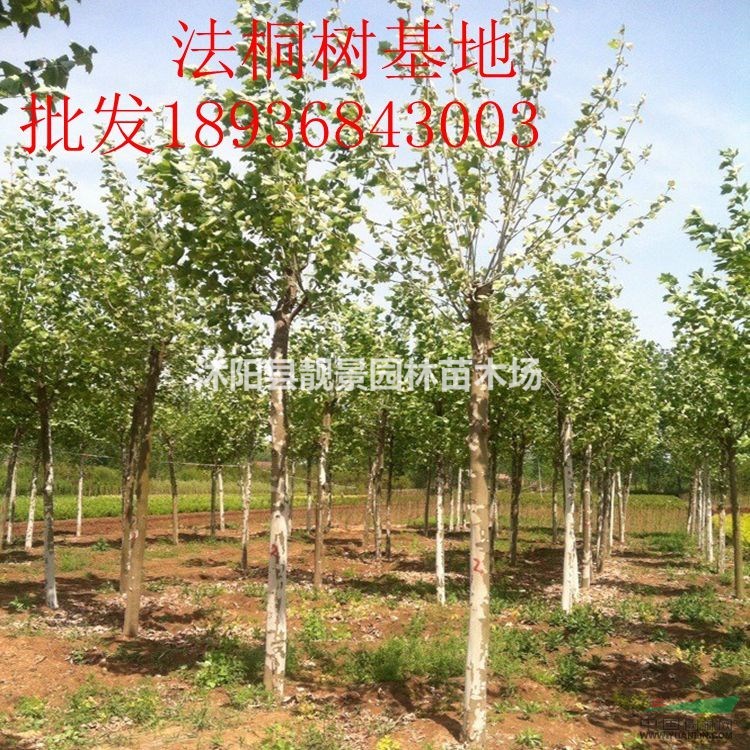 法桐树行情 法桐种植方法介绍 苗圃直销法桐树