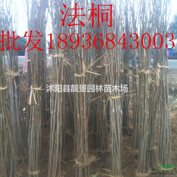 法桐树行情 法桐种植方法介绍 苗圃直销法桐树