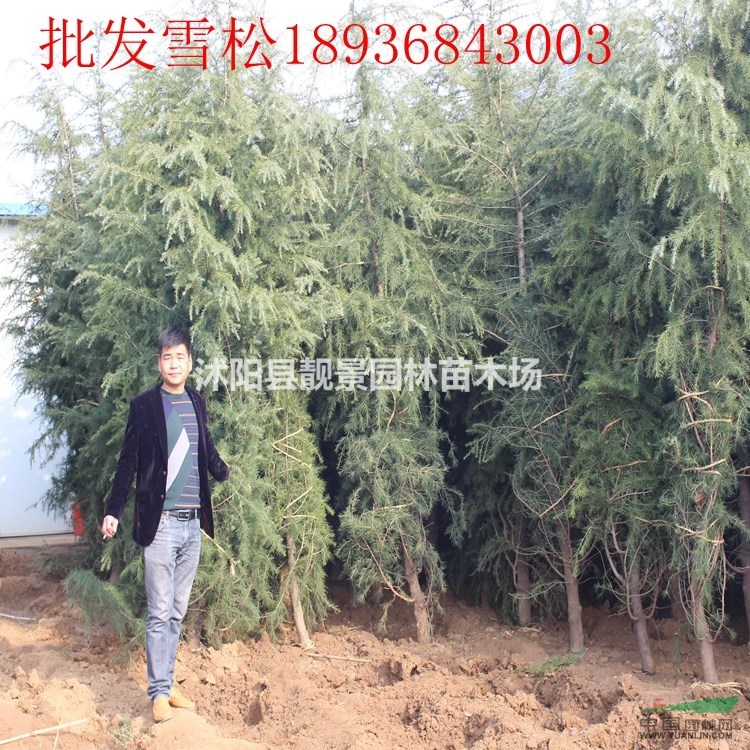 雪松行情 雪松种植方法及简介 苗圃直销雪松树