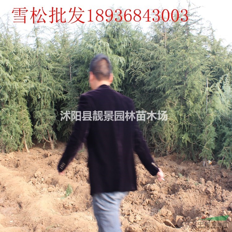 雪松行情 雪松种植方法及简介 苗圃直销雪松树