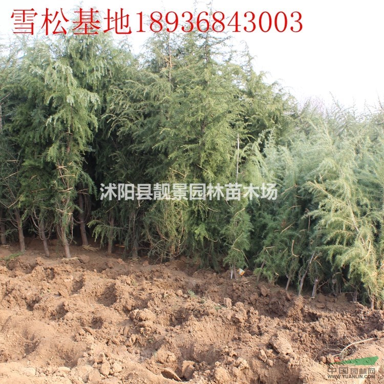 雪松行情 雪松种植方法及简介 苗圃直销雪松树