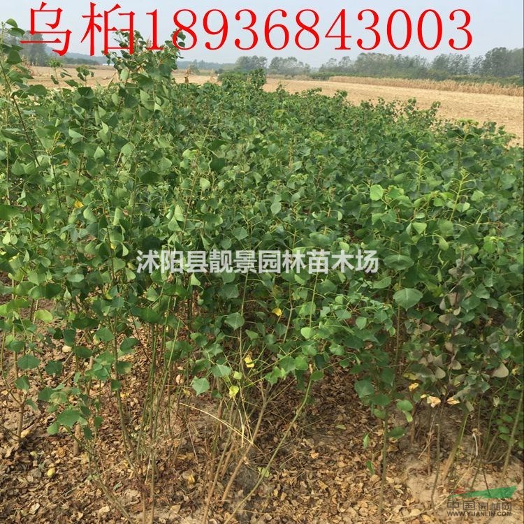 乌桕树苗价格 乌桕苗繁殖方法 乌桕苗供应商