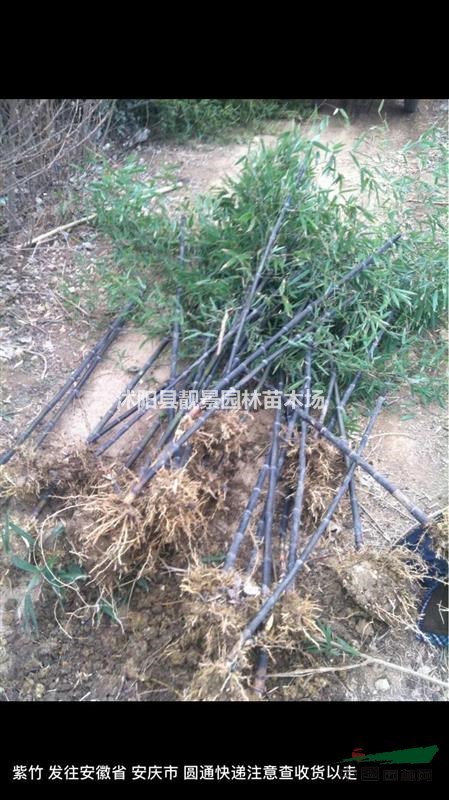 竹子价格 竹子繁殖方法介绍 苗圃直销竹子苗