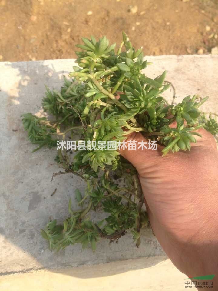 佛甲草价格 房顶绿化用佛甲草 佛甲草种植方法简介