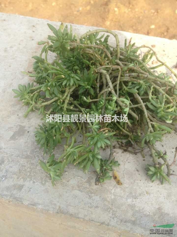 佛甲草价格 房顶绿化用佛甲草 佛甲草种植方法简介