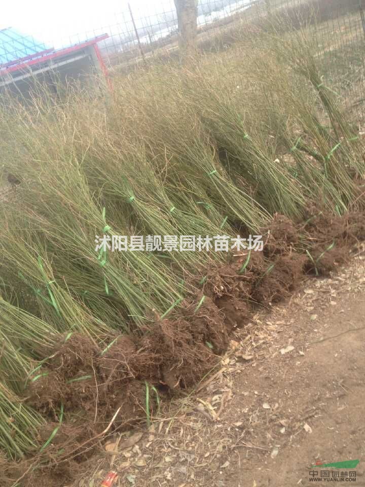 棣棠苗价格 棣棠繁殖方法简介 苗圃直销棣棠苗