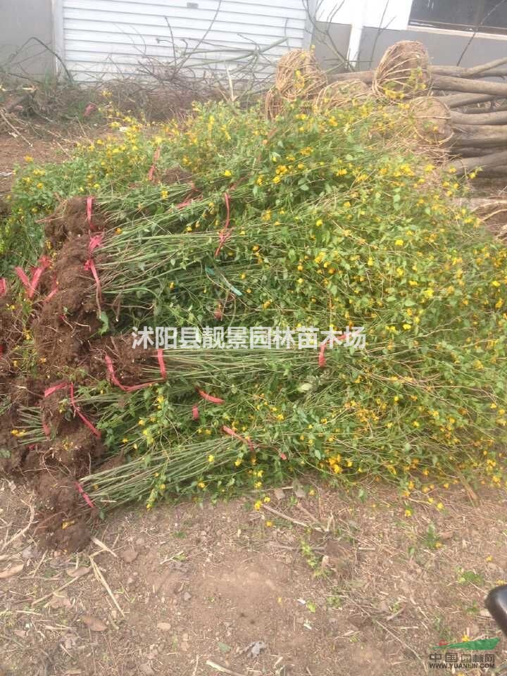 棣棠苗价格 棣棠繁殖方法简介 苗圃直销棣棠苗