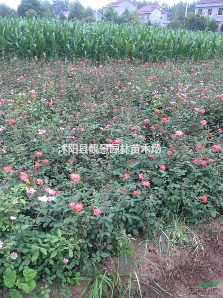 红帽月季价格 红帽月季繁殖方法介绍 苗圃直销红帽月季