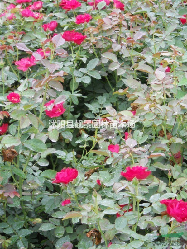 红帽月季价格 红帽月季繁殖方法介绍 苗圃直销红帽月季