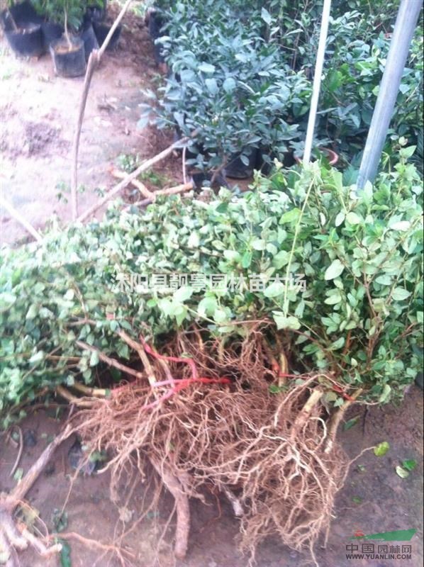 金银花苗价格 金银花繁殖方法介绍 苗圃直销金银花苗