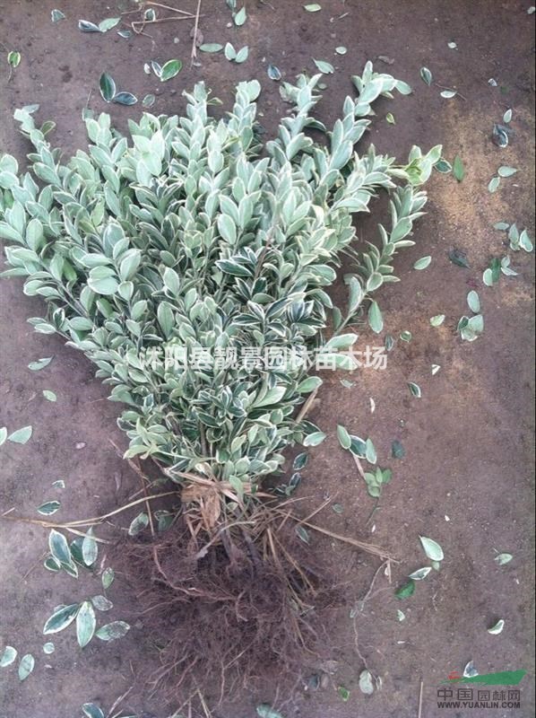 金边黄杨报价 金边黄杨种植方法简介 苗圃直销金边黄杨