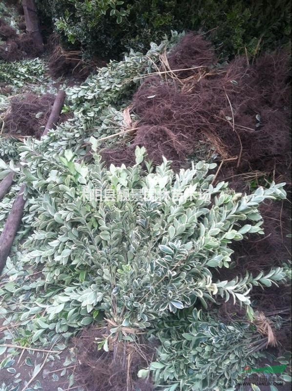 金边黄杨报价 金边黄杨种植方法简介 苗圃直销金边黄杨