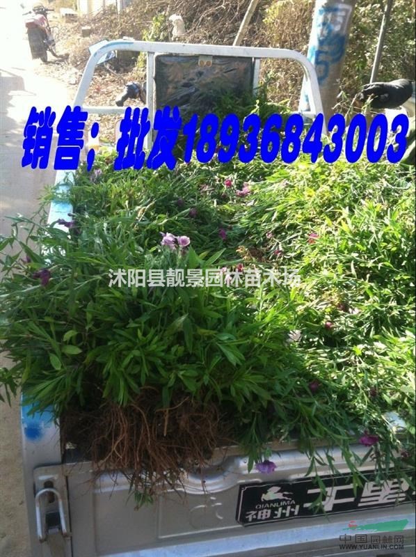 石竹草苗价格 石竹草繁殖方法简介 苗圃直销石竹草苗