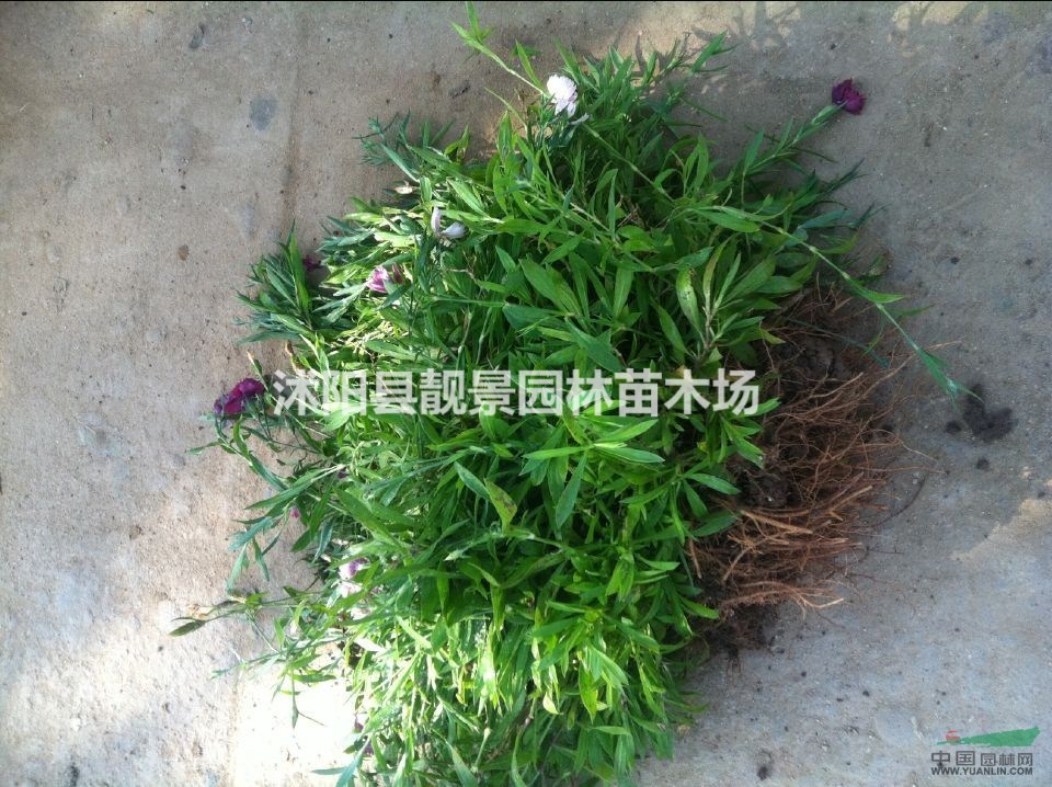 石竹草苗价格 石竹草繁殖方法简介 苗圃直销石竹草苗