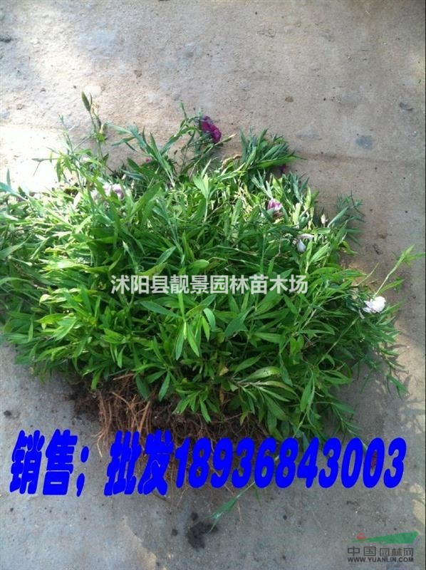 石竹草苗价格 石竹草繁殖方法简介 苗圃直销石竹草苗